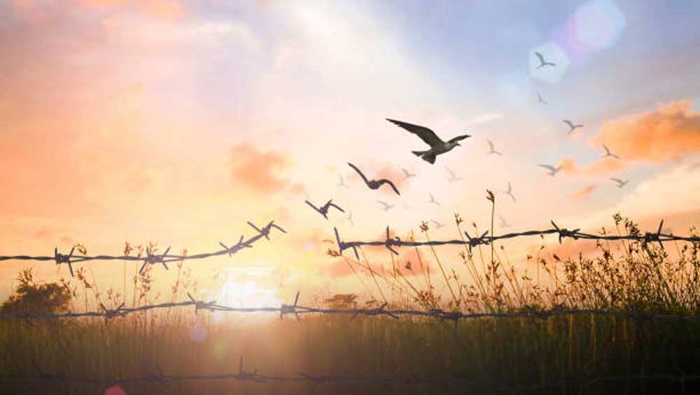 Silhouette of birds flying over barbed wire at sunrise, symbolizing freedom and breaking free from constraints.