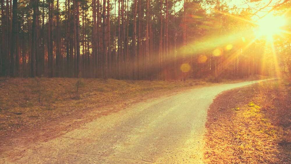 Sunlit forest path winding into the distance, symbolizing self-growth and personal empowerment