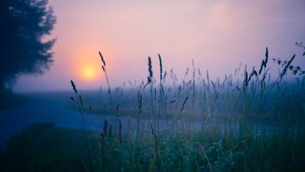 Sunrise breaking through a misty field, symbolizing emotional awakening after healing fatigue.
