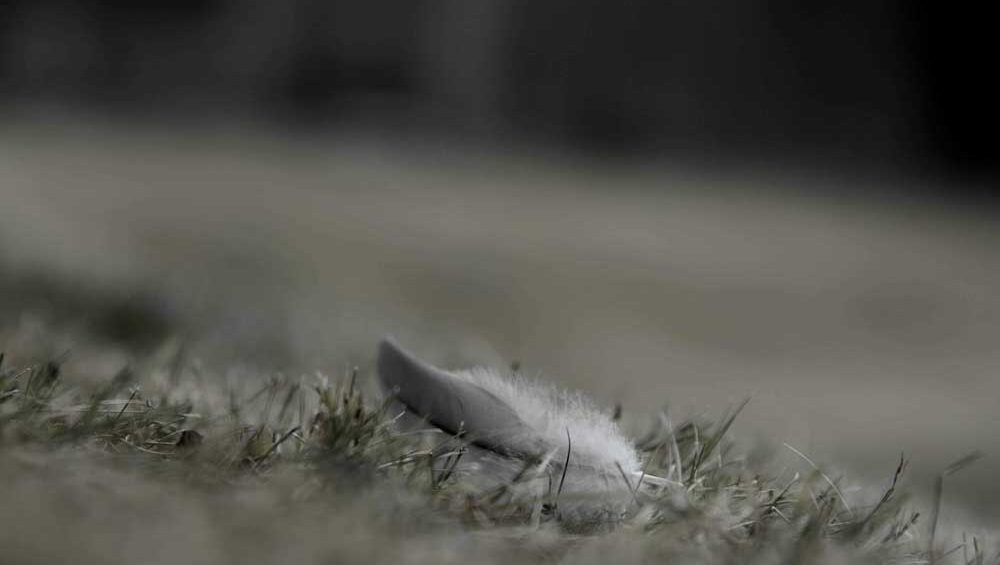 Soft gray feather resting gently on the grass, symbolizing sacred stillness and inner preparation for healing.