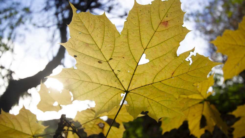 Golden autumn leaf illuminated by sunlight, symbolizing transformation and new beginnings.
