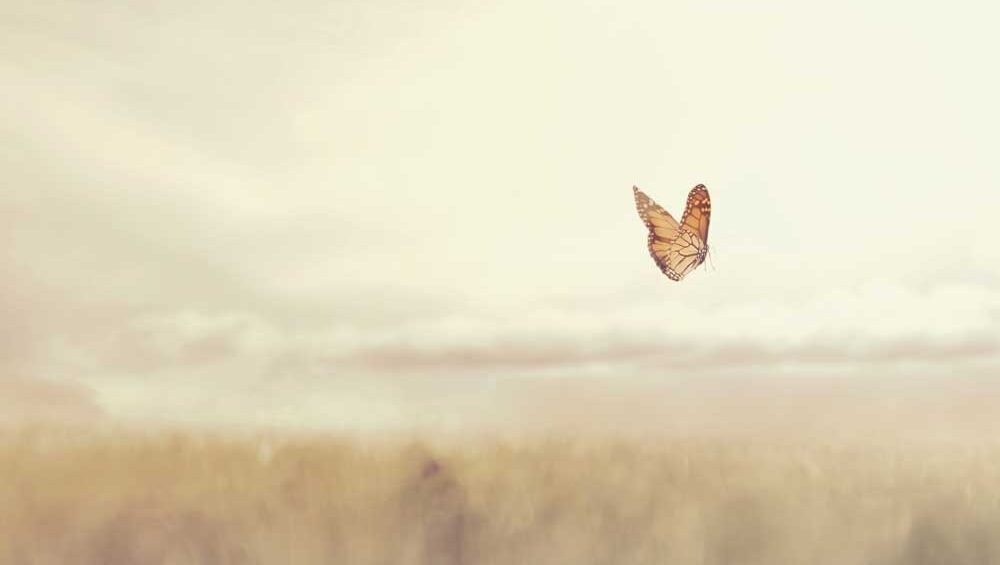 Solitary monarch butterfly soaring above a soft golden field under a gentle sky, symbolizing soul integration and spiritual awakening.
