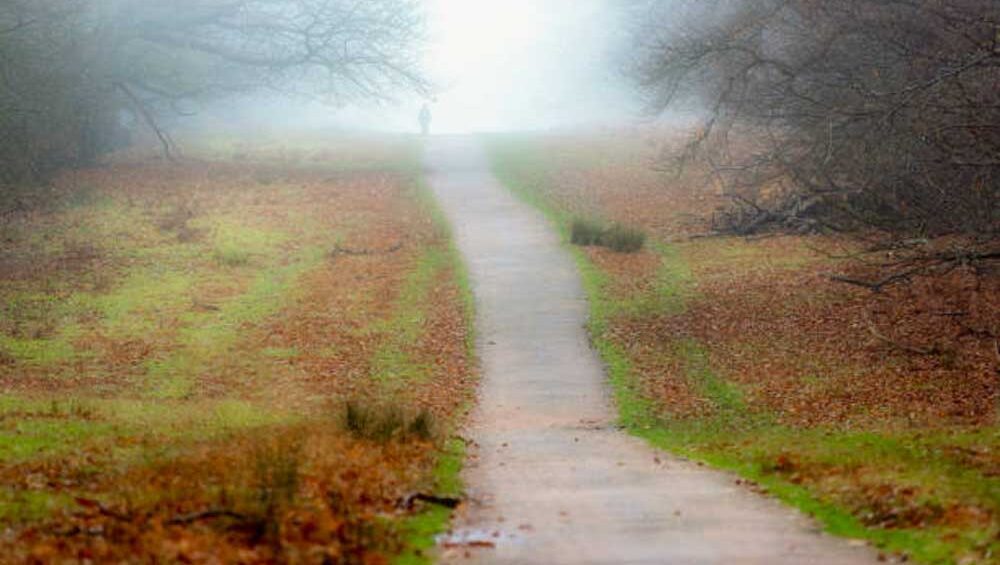 A solitary figure walks down a misty path surrounded by bare trees, symbolizing the journey through trauma and uncertainty.
