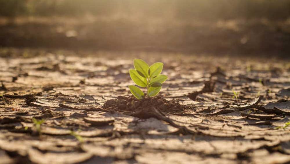A small green plant sprouting from cracked, dry earth under soft sunlight