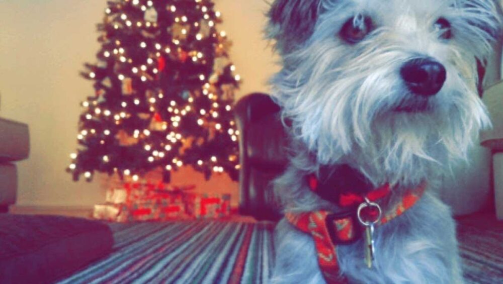 Kimber, a small grey terrier mix with soulful eyes, sitting in front of a glowing Christmas tree with wrapped presents below