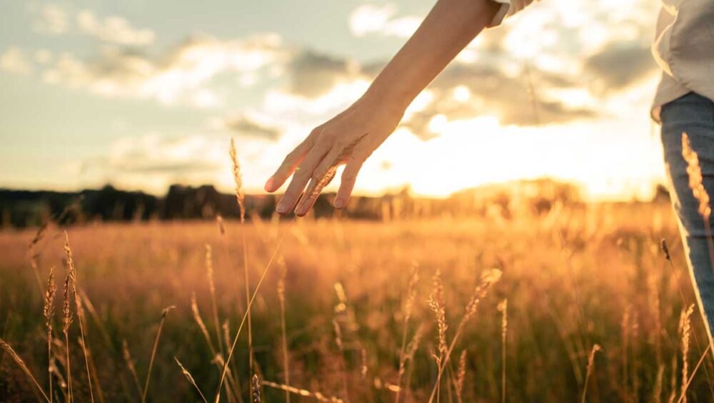 Hand gently touching tall grass at sunset, symbolizing mindfulness and inner peace.