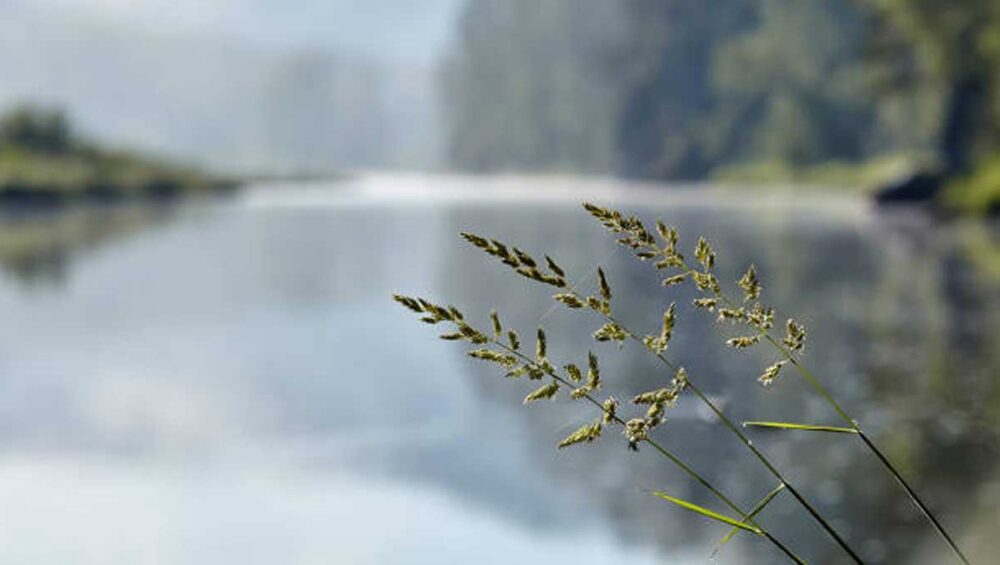 calming lakeside scene with soft grasses and misty water promoting relaxation