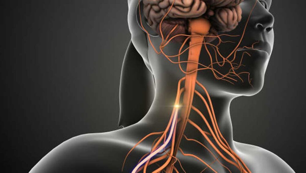 illustration of the vagus nerve showing its path from the brain through the neck and body
