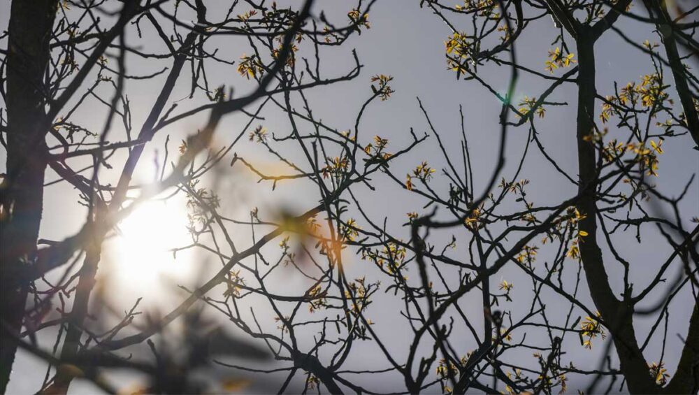 imbolc ritual symbolizing the first light of renewal with budding branches