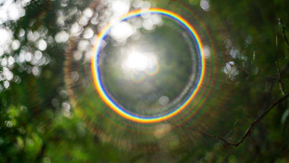 soft circular light in nature symbolizing grounding boundaries for empaths