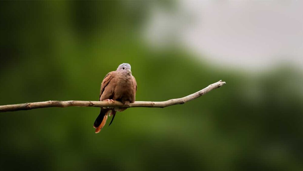 A small bird resting calmly on a thin branch against a soft green background