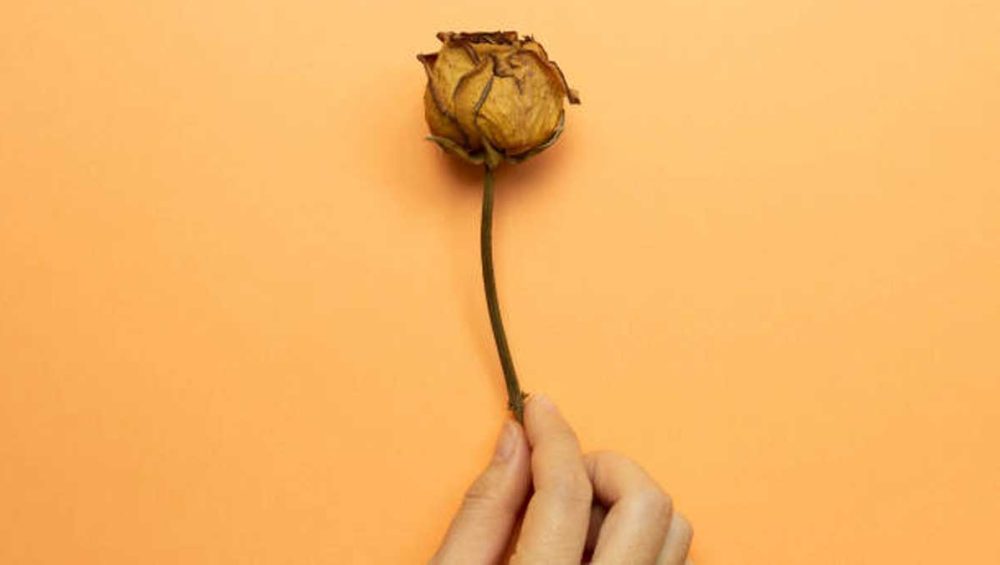 dried rose held between fingers against a warm orange background