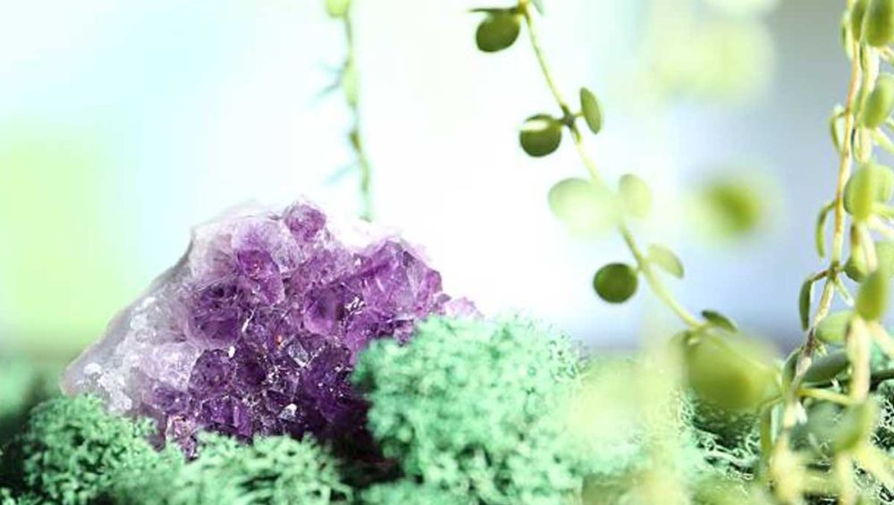 Amethyst crystal cluster resting among green moss and soft natural foliage.